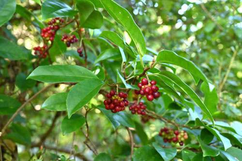 さねかずら,植物
