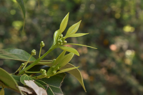 Japanese cinnamon