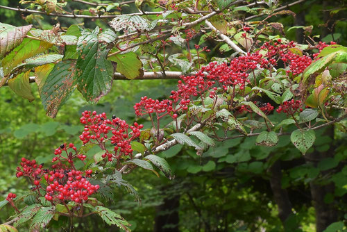 doublefile viburnum