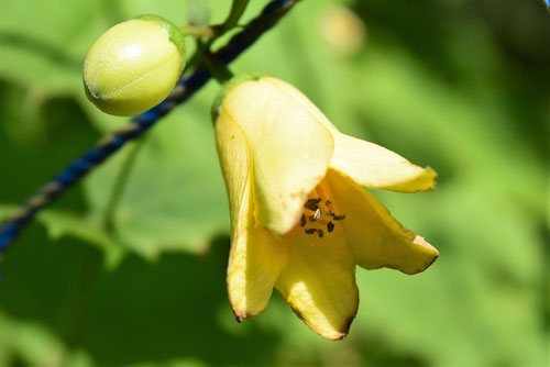 黄蓮華升麻,花