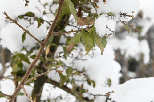 シセントキワガキ,しせんときわがき,四川常磐柿,雪