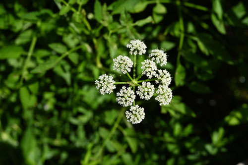 毒芹,有毒