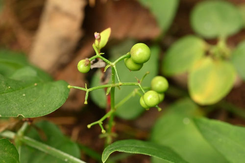 アカネ,あかね,種子,茜