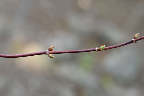 コガクウツギ,こがくうつぎ,冬芽