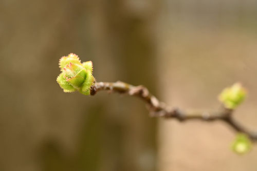 かりん,植物