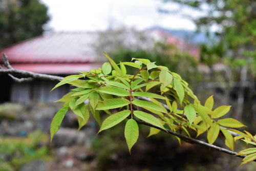 ナナカマド,裏白ななかまど,葉っぱ,七竈