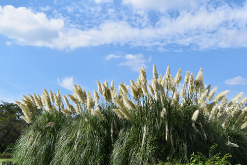 大きなススキのょうな植物