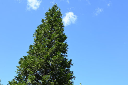成長が遅い木の種類は何ですか