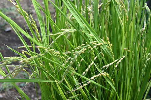 いね,稲,rice plant