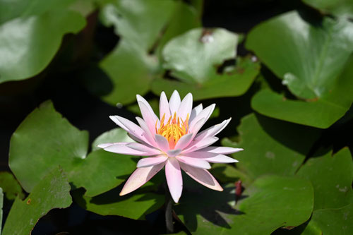 Water lily/Pond Lily