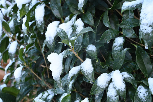 キンモクセイに雪