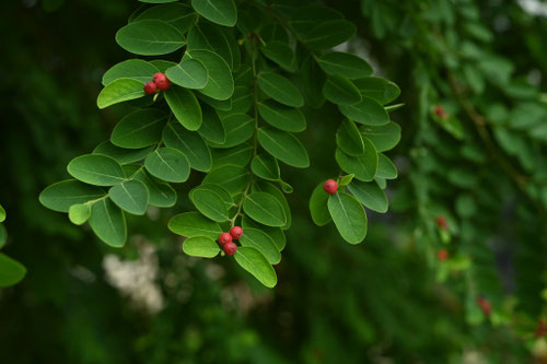 大島小判の木,画像