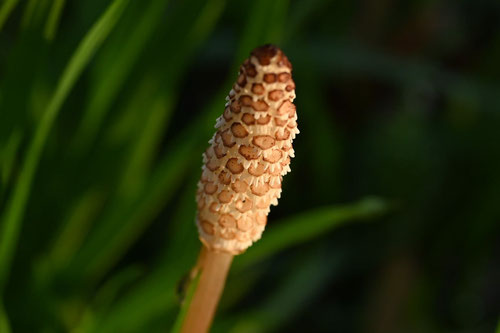 ツクシ,植物,つくし,土筆