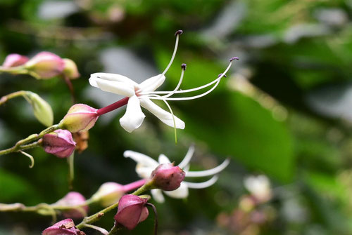 クサギの花,写真,くさぎ