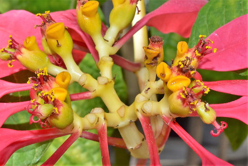 ショウジョウボクの花,ポインセチア