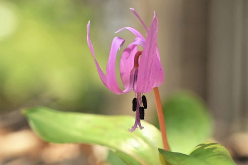 Dogtooth violet