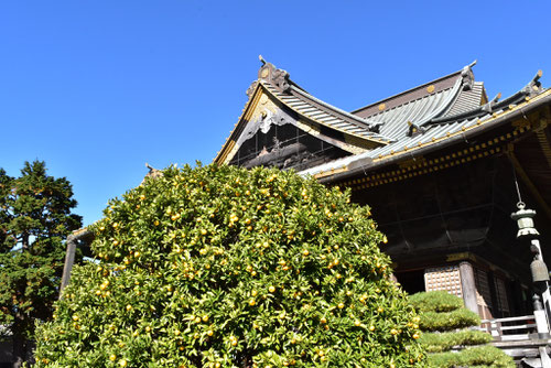 たちばな,橘の木,蜜柑