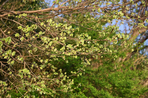 Red berried Elder,Elder tree,ニワトコ