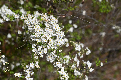 3月に咲く白い花　