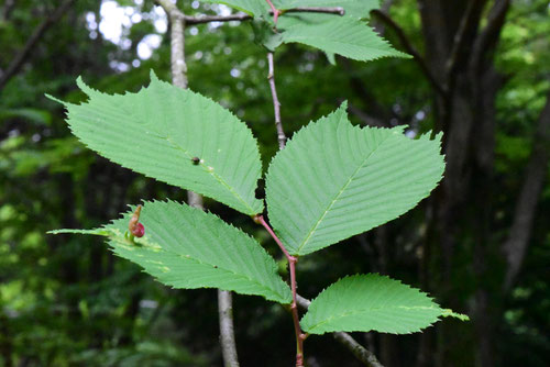 オヒョウの木の葉っぱ,おひょう