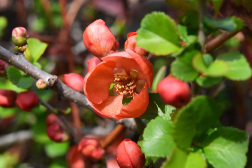 クサボケの花,木瓜の木,写真