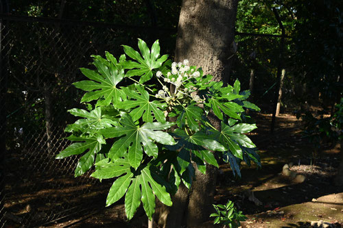 ヤツデ,やつで,植木