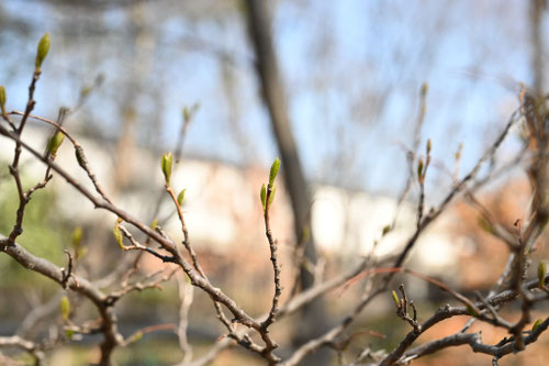 エゴノキ,えごのき,樹木