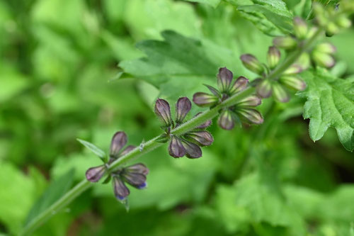 あきのたむらそう,植物,アキノタムラソウ