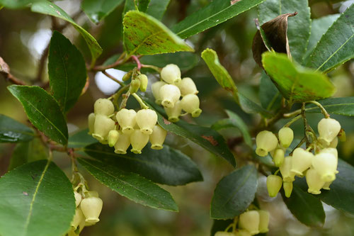 Flowering trees in December in Japan