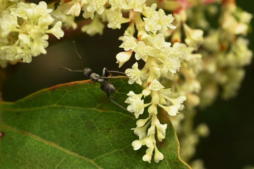 虎杖,植物,イタドリの花,画像,いたどり