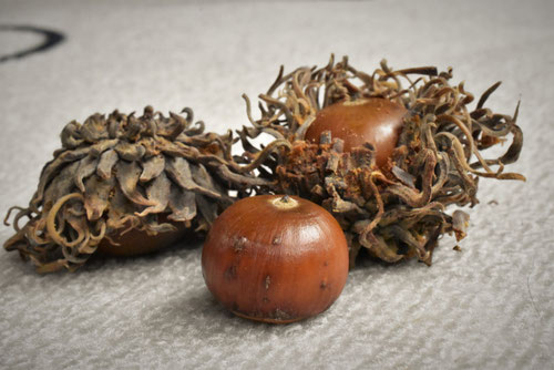 どんぐりの木,種類,ドングリ,種類