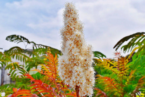 ほざきななかまど,花