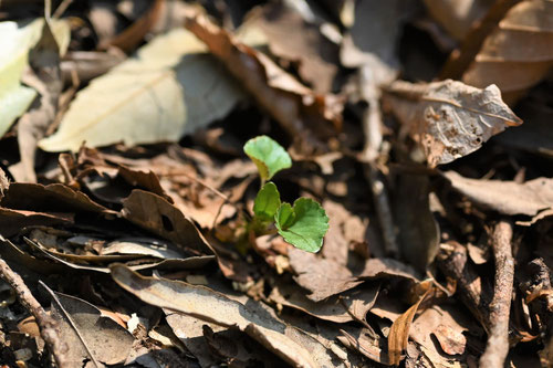 カタクリの花,かたくり,植物図鑑.片栗の新芽