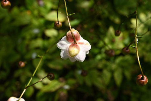 renngesyouma,flower