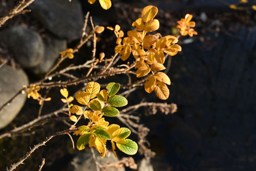 浜梨,植物,はまなす,ハマナス