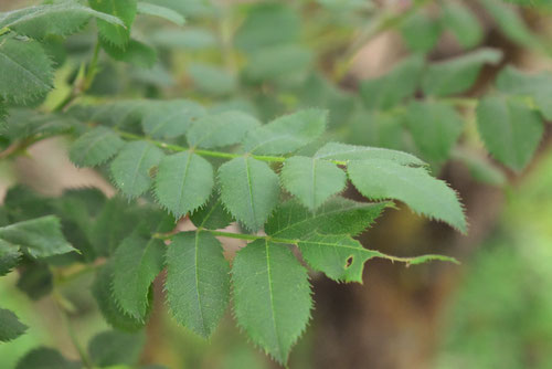 Japanese wild rose.flower