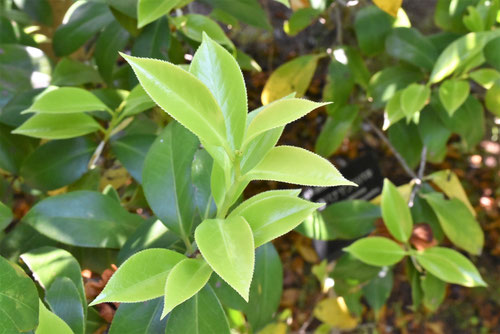 やぶつばき,ヤブツバキの葉っぱ,椿,品種