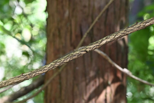 tsukubane tree