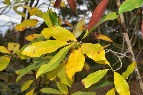 ヒメタイサンボク,黄葉,紅葉,ひめたいさんぼく