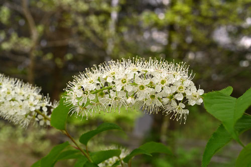 Flowering trees in August in May in Japan