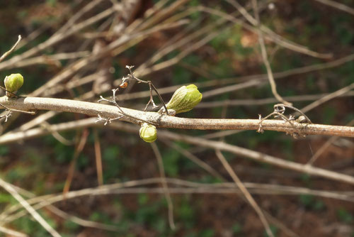 コムラサキの木,冬芽,こむらさき