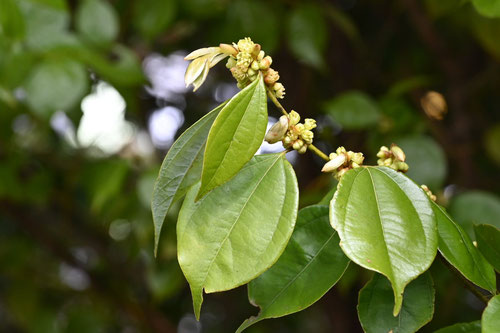 Evergreen lindera, flower