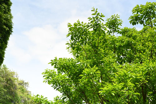 ヒトツバタゴの木の花,ひとつばたご
