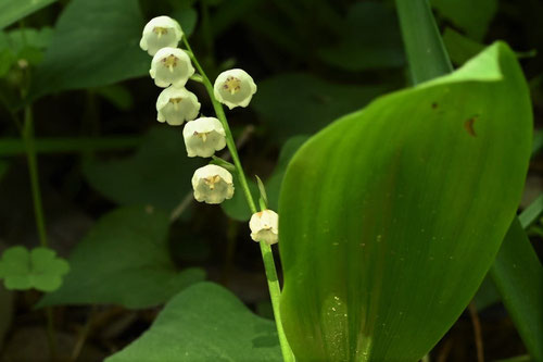 すずらん,植物