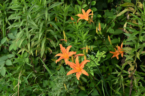 ‎Orange day-lily,flower