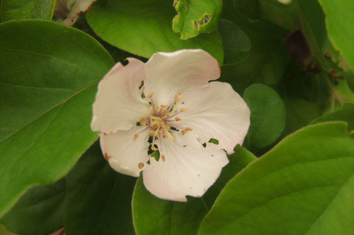 まるめろ,開花時期,木