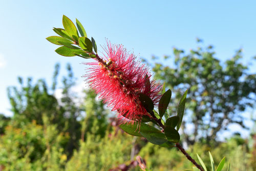 海辺に咲く赤い花