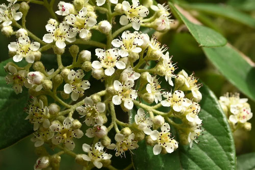 Cotoneaster