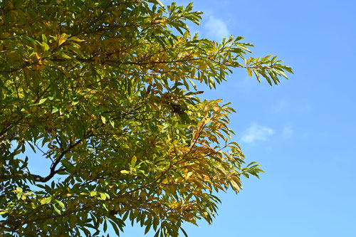 Kanakuginoki tree