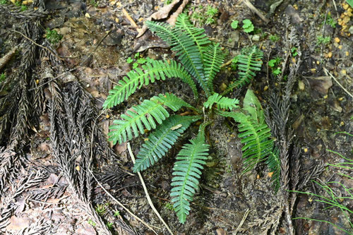 オサバグサ,植物,おさばぐさ